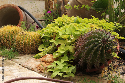 Photo: Cactus cacti Cactus cacti