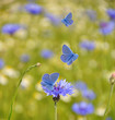 Kornblume mit Bläulingen