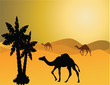 Vetor: camel in the savanna camel in the savanna