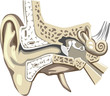 internal and middle ear