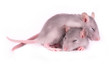 Photo: Picture of two tired rats sleeping on white background (1 month) Picture of two tired rats sleeping on white background (1 month)
