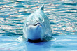 Dolphin show in the park Dolphin show in the park