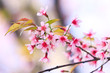 Beautiful thai sakura in winter Beautiful thai sakura in winter