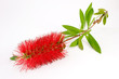 callistemon- albero spazzola