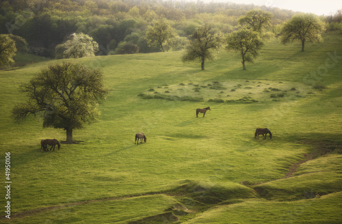 Photo: spring landscape with horse and trees at evening spring landscape with horse and trees at evening