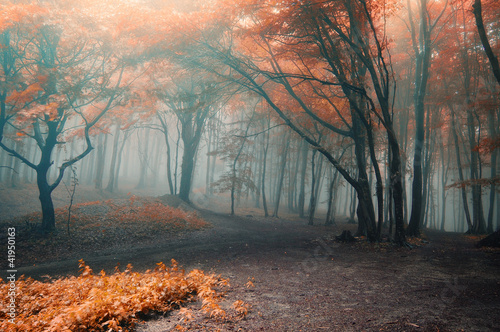 Photo: trees with red leafs in a forest with fog trees with red leafs in a forest with fog