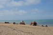 Tracteurs sur la plage de Hautteville 1 Tracteurs sur la plage de Hautteville 1