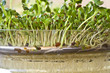Pousses de graines germées bio