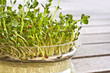 Photo: Pousses de graines germées bio Pousses de graines germées bio