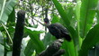 Rotbauchguan