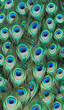 canvas print picture - Pfauenauge
