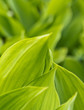 Photo: leafs leafs