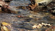 stream in a wood