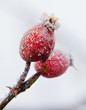 Hagebute-Rosa Canina im Winter