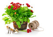 blooming bush daisies in pot with garden tools isolated on