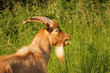 bouc