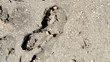 Ants at work
