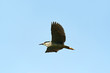 Black-crowned Night-Heron (Nycticorax nycticorax hoactli) ,Bird