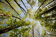 View looking up through canopy of beech trees