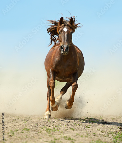 Photo: Horse Horse