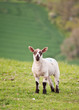 Spring lamb in Spring rural farm landscape