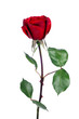 rose