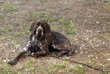 cane da caccia