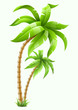 two tropical palms isolated on white background. Vector
