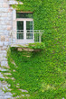 Climbing ivy