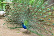 blauer pfau