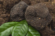 freshly harvested truffles