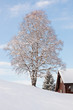 Baum im Winter mit Schnee