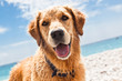 Hund am Strand