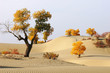 Landscape of desert