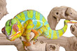 Colorful chameleon.