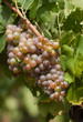 raisin blanc
