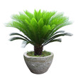 sago cycad tree