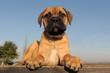 chiot Bull Mastiff