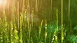 dew drops in lights on green grass.