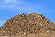 Bird on mountain of garbage