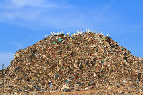 Photo: Bird on mountain of garbage Bird on mountain of garbage