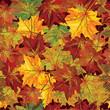 Vector seamless background of autumnal leaves. Vector seamless background of autumnal leaves.