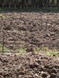 cultivated field cultivated field