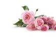 beautiful pink little roses