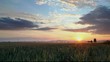 Video: Sunset over agricultural green field - time lapse Sunset over agricultural green field - time lapse