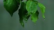 summer rain summer rain