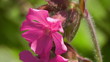 Rote Lichtnelke - Silene dioica