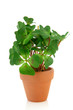 Clover four plant