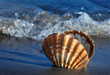 Meer und Sandstrand mit Muschel