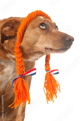 Photo: Funny Dutch dog looking op Funny Dutch dog looking op